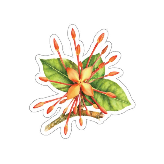 Orange Jatropha Flower Sticker, Peregrina Botanical Sticker, Tropical Floral Sticker by Bill Shew