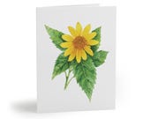 8 cards - False Sunflower Botanical Greeting Card by Bill Shew