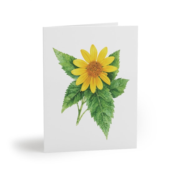 8 cards - False Sunflower Botanical Greeting Card by Bill Shew
