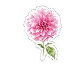 Pink Dahlia Sticker, Watercolor Floral Decal, Botanical Garden Flower by Bill Shew