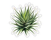 Zebra Haworthia Succulent Sticker, Botanical Die Cut by Bill Shew