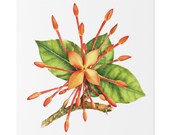 Orange Ixora Botanical Art Classic Stretched Canvas | Tropical Floral Wall Decor, close-up (Bill Shew)