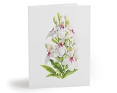 8 cards - White Turtlehead Floral Botanical Greeting Card by Bill Shew