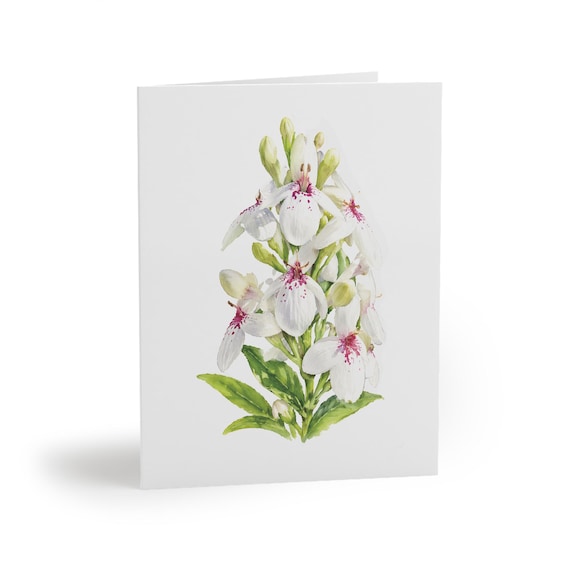 8 cards - White Turtlehead Floral Botanical Greeting Card by Bill Shew