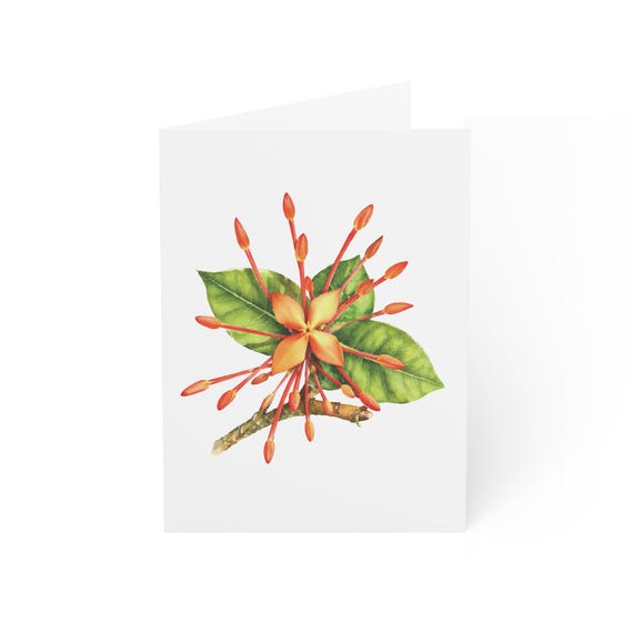 Ixora Flower Greeting Card, Digital Art Print, Botanical Card, Blank Inside, Bill Shew wall art print