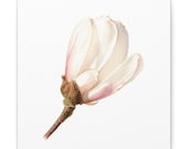 Pink Magnolia Botanical Canvas, Bill Shew canvas print