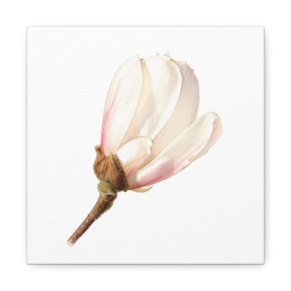 Pink Magnolia Botanical Canvas, Bill Shew canvas print