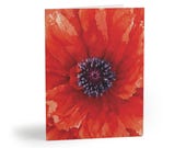 Red Poppy Watercolor Greeting Card, Botanical Floral Art (Pack of 8, 16, or 24) by Bill Shew