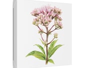 Pink Joe-Pye Weed Botanical Art Classic Stretched Canvas | Wildflower Wall Decor, framing detail (Bill Shew)
