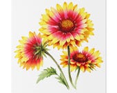 Red Yellow Blanket Flower Botanical Art Classic Stretched Canvas | Floral Wall Decor, Bill Shew canvas print