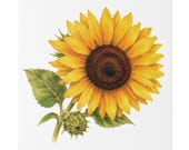 Golden Sunflower Botanical Art Classic Stretched Canvas | Floral Wall Decor, close-up (Bill Shew)