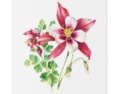 Red White Columbine Botanical Art Classic Stretched Canvas, Bill Shew canvas print