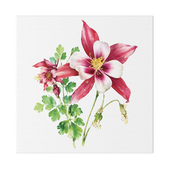 Red White Columbine Botanical Art Classic Stretched Canvas, Bill Shew canvas print