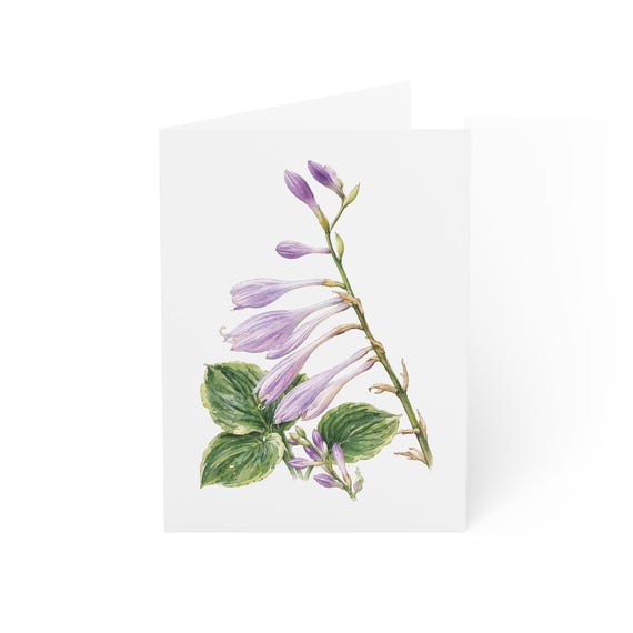 Hosta Flower Greeting Card, Lavender Bloom Digital Art Print, Botanical Card, Blank Inside for Any Occasion, Bill Shew wall art print