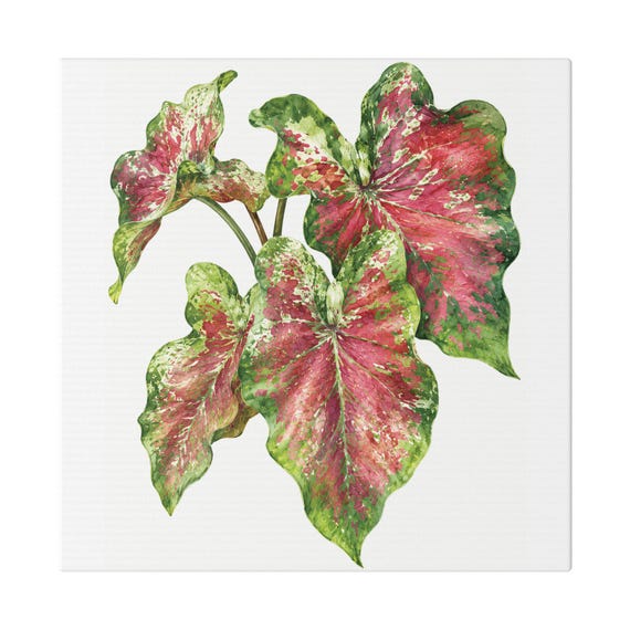 Red Caladium Botanical Art Classic Stretched Canvas | Tropical Foliage Wall Decor, Bill Shew canvas print