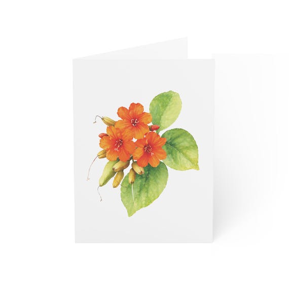Coral Vine Greeting Card, Digital Art Print, Botanical Card, Blank Inside, Bill Shew wall art print