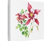 Red White Columbine Botanical Art Classic Stretched Canvas, framing detail (Bill Shew)
