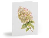 8 cards - Panicle Hydrangea Watercolor Greeting Card, Pink and White Hydrangea by Bill Shew