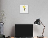 Yellow St. John's Wort Botanical Art Classic Stretched Canvas | Wildflower Wall Decor, in-room view (Bill Shew)