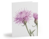 Purple Knapweed Botanical Watercolor Greeting Card – Wildflower Art (8 Cards), Bill Shew note card set