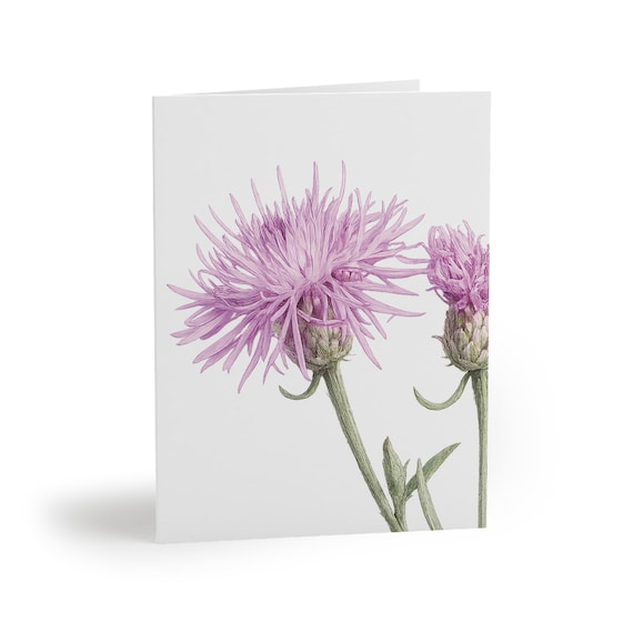 Purple Knapweed Botanical Watercolor Greeting Card – Wildflower Art (8 Cards) Purple Knapweed Botanical Watercolor Greeting Card – Wildflower Art (8 Cards), Bill Shew note card set