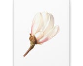 Pink Magnolia Botanical Canvas, in-room view (Bill Shew)
