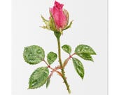 Pink Rose Botanical Art Classic Stretched Canvas | Floral Wall Decor, Bill Shew canvas print