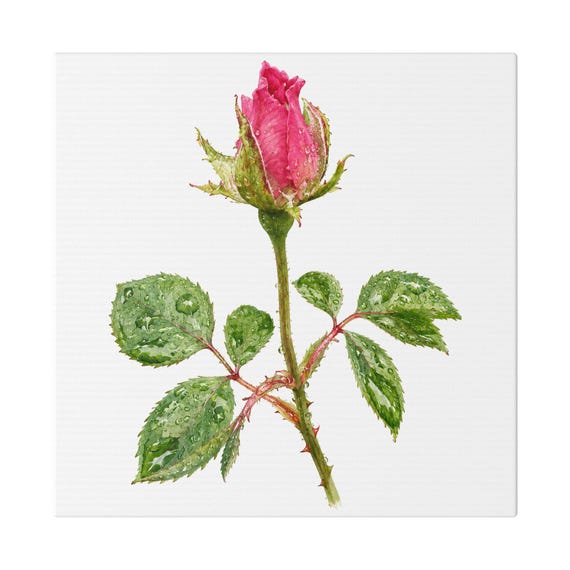 Pink Rose Botanical Art Classic Stretched Canvas | Floral Wall Decor, Bill Shew canvas print