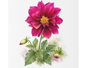 Magenta Dahlia Botanical Art Classic Stretched Canvas | Floral Wall Decor, close-up (Bill Shew)