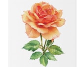 Apricot Orange Rose Botanical Art Classic Stretched Canvas | Floral Wall Decor, Bill Shew canvas print