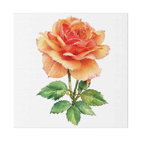 Apricot Orange Rose Botanical Art Classic Stretched Canvas | Floral Wall Decor, Bill Shew canvas print
