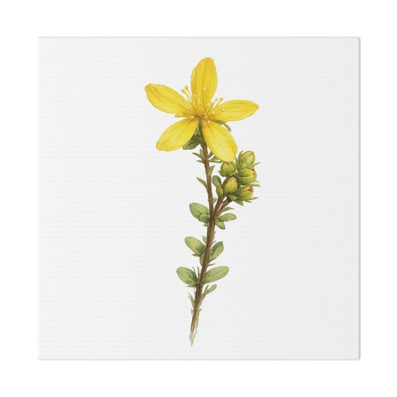 Yellow St. John's Wort Botanical Art Classic Stretched Canvas | Wildflower Wall Decor, Bill Shew canvas print