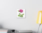 Magenta Rose Botanical Art Classic Stretched Canvas | Floral Wall Decor, alternate view (Bill Shew)