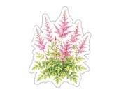 Pink Astilbe Flower Sticker, Watercolor Botanical Garden Plant by Bill Shew