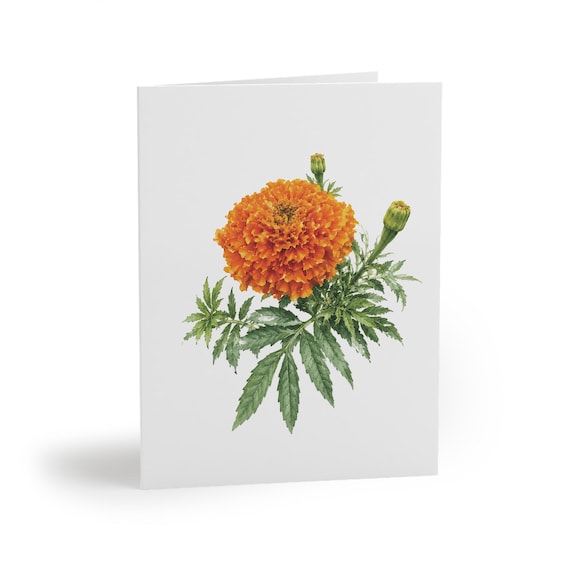 African Marigold Greeting Card, Orange Marigold Botanical Watercolor by Bill Shew