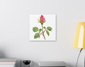 Pink Rose Botanical Art Classic Stretched Canvas | Floral Wall Decor, detail view (Bill Shew)
