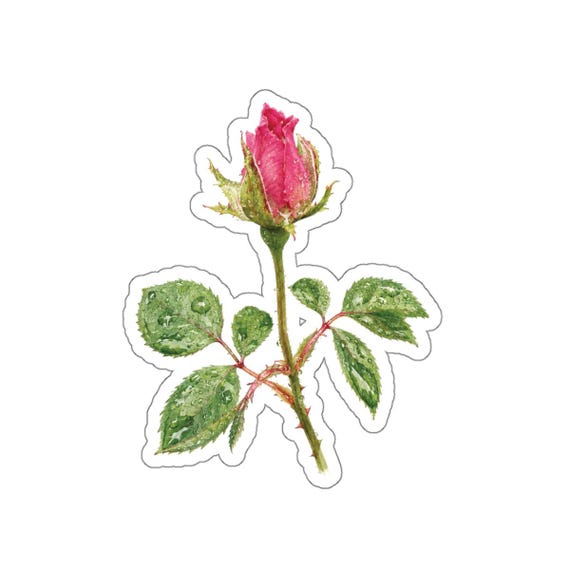 Pink Rosebud Sticker, Rose Flower Sticker, Botanical Rose Sticker by Bill Shew