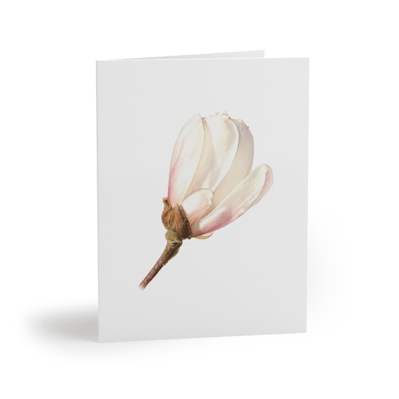 8 cards - Magnolia Greeting Card, White Magnolia Botanical Watercolor by Bill Shew