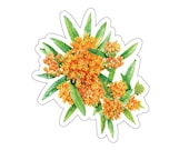 Orange Butterfly Weed Sticker, Asclepias Tuberosa Floral Sticker, Botanical Flower Sticker by Bill Shew