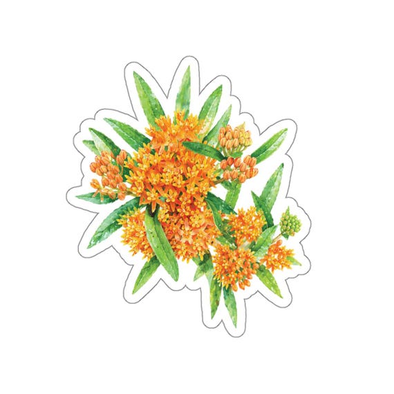 Orange Butterfly Weed Sticker, Asclepias Tuberosa Floral Sticker, Botanical Flower Sticker by Bill Shew