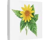 Golden False Sunflower Botanical Art Classic Stretched Canvas | Floral Wall Decor, framing detail (Bill Shew)