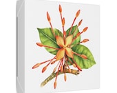 Orange Ixora Botanical Art Classic Stretched Canvas | Tropical Floral Wall Decor, detail view (Bill Shew)
