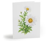 8 cards - White Daisy Botanical Watercolor Greeting Card, Floral Note Card by Bill Shew