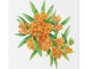 Orange Butterfly Weed Botanical Art Classic Stretched Canvas | Wildflower Wall Decor, Bill Shew canvas print