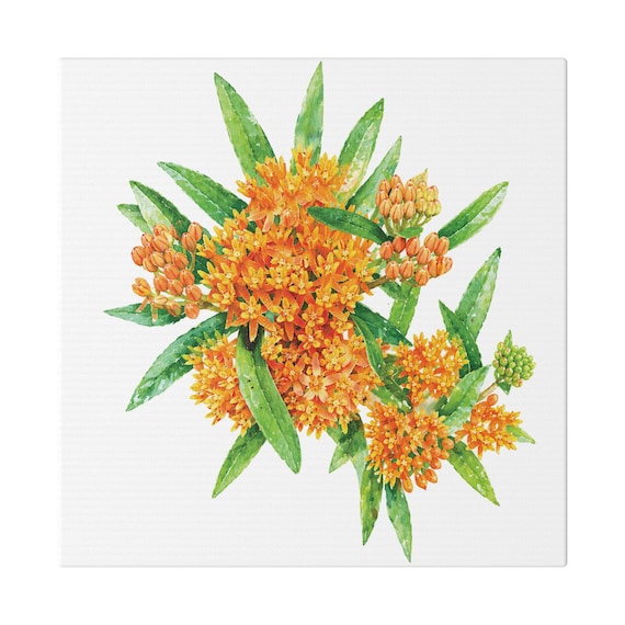 Orange Butterfly Weed Botanical Art Classic Stretched Canvas | Wildflower Wall Decor, Bill Shew canvas print
