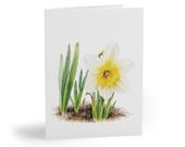 8 cards - White Daffodil Watercolor Art Card by Bill Shew
