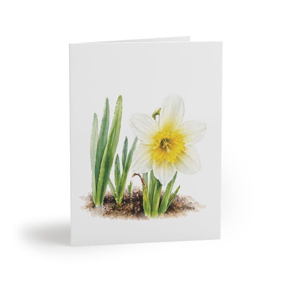 8 cards - White Daffodil Watercolor Art Card by Bill Shew