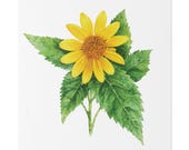 Golden False Sunflower Botanical Art Classic Stretched Canvas | Floral Wall Decor, close-up (Bill Shew)