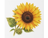 Golden Sunflower Botanical Art Classic Stretched Canvas | Floral Wall Decor, Bill Shew canvas print