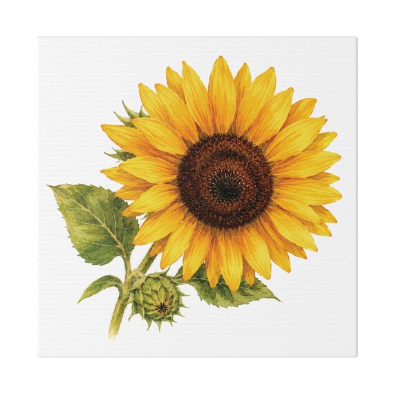 Golden Sunflower Botanical Art Classic Stretched Canvas | Floral Wall Decor, Bill Shew canvas print